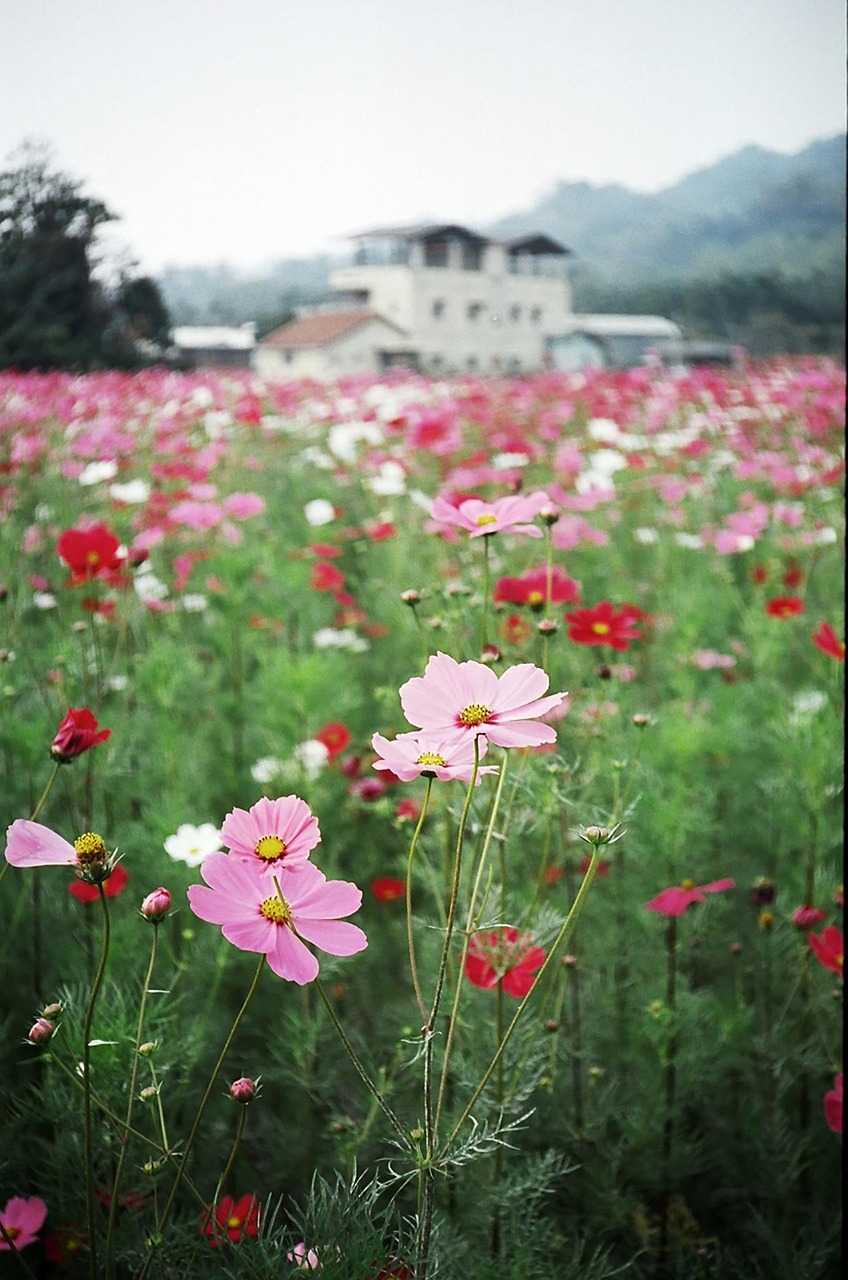flowers, flower wallpaper, spring, cosmos, field, botany, beautiful flowers, seasonal, bloom, flower background, blossom, nature